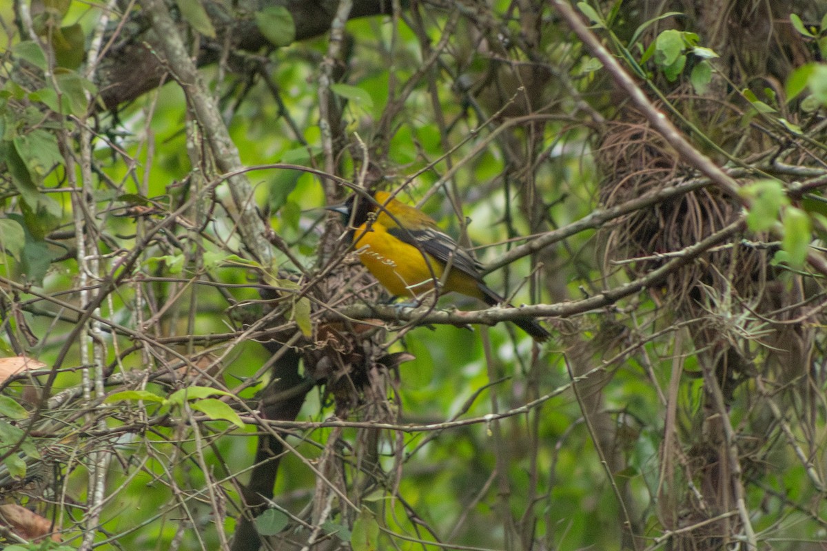 Audubon's Oriole (Audubon's) - ML613931516