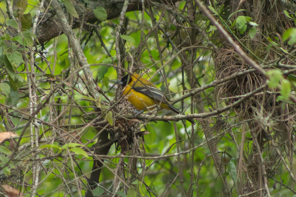 Turpial de Audubon (graduacauda/audubonii) - ML613931517