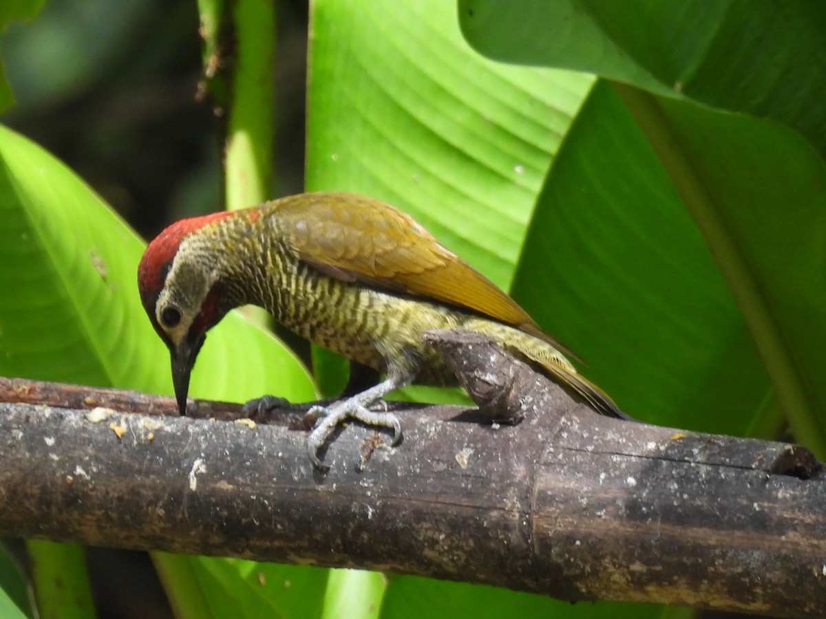 Golden-olive Woodpecker (rubripileus) - ML613931625