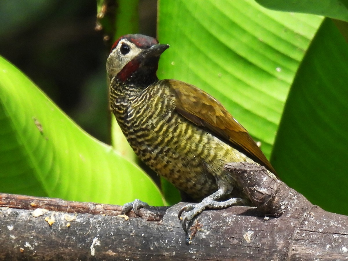 Golden-olive Woodpecker (rubripileus) - ML613931643