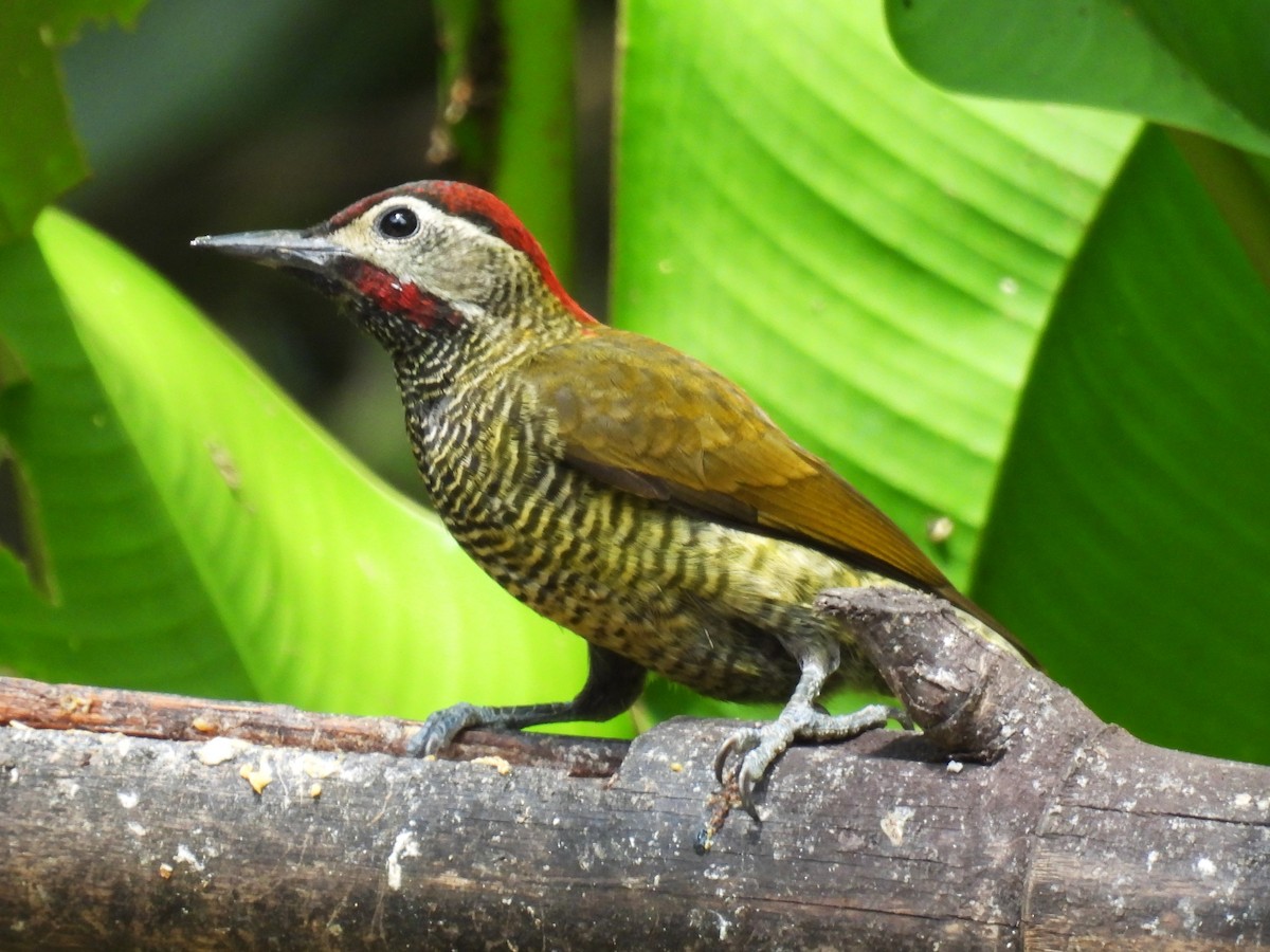 Golden-olive Woodpecker (rubripileus) - ML613931648