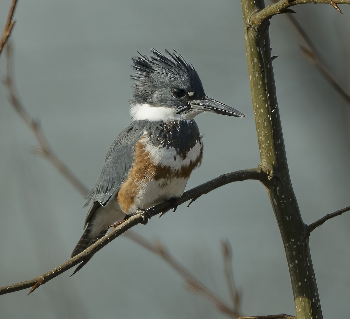 Belted Kingfisher - ML613931689