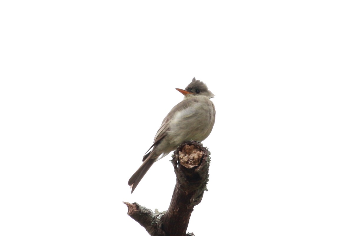 Greater Pewee - ML613931984
