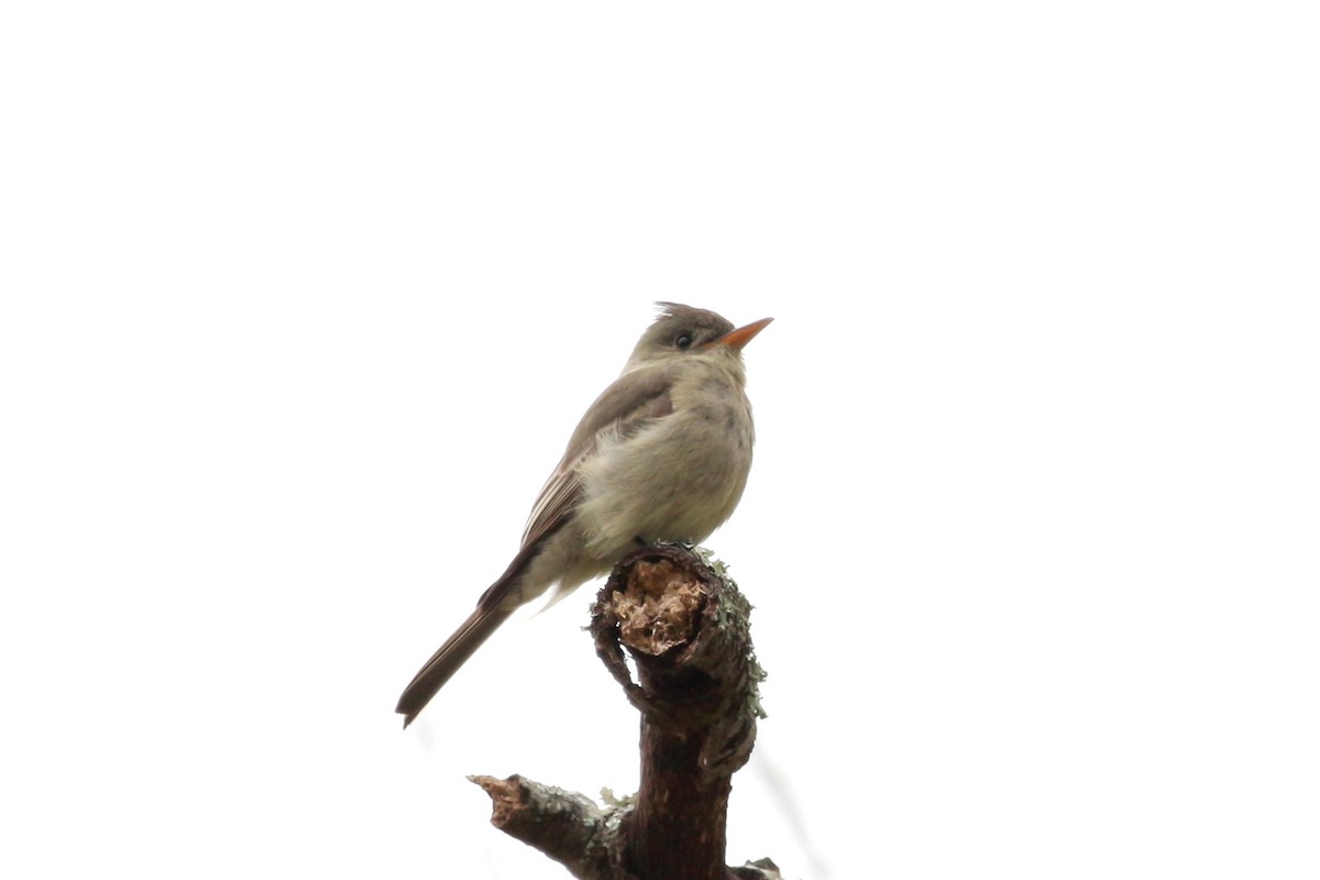 Greater Pewee - ML613931985
