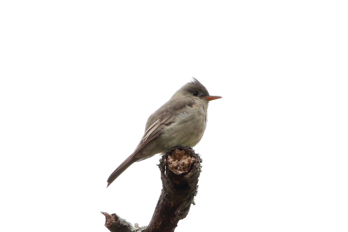 Greater Pewee - ML613931986