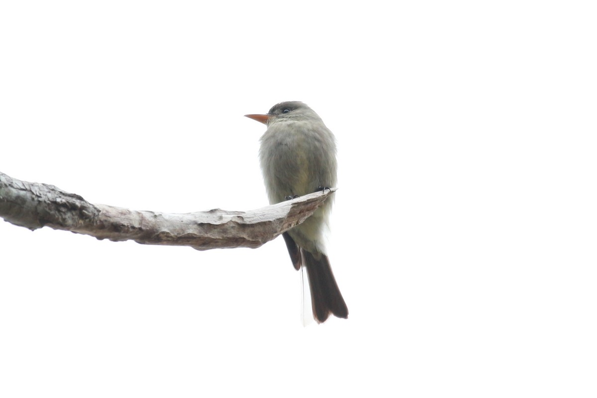 Greater Pewee - ML613931987