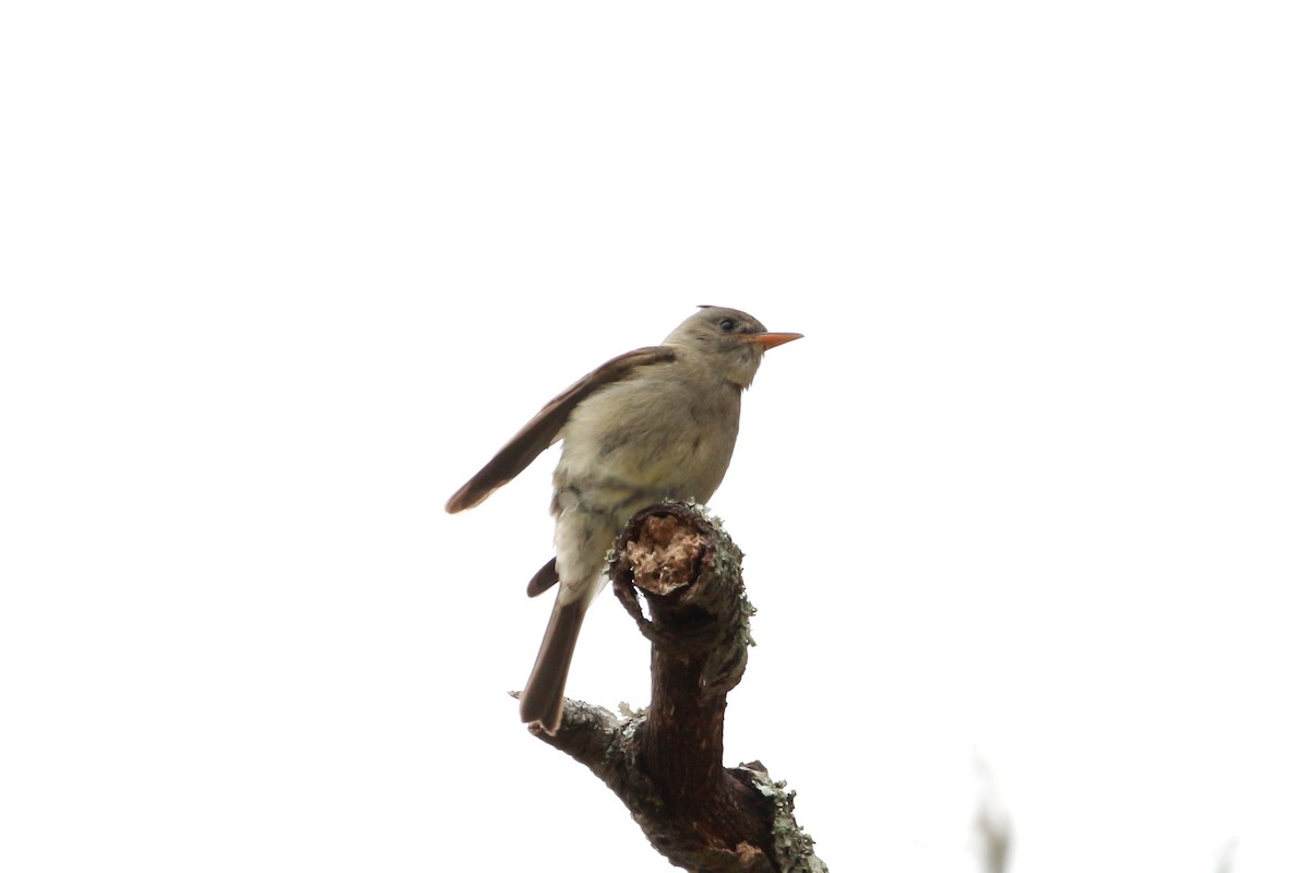 Greater Pewee - ML613931988