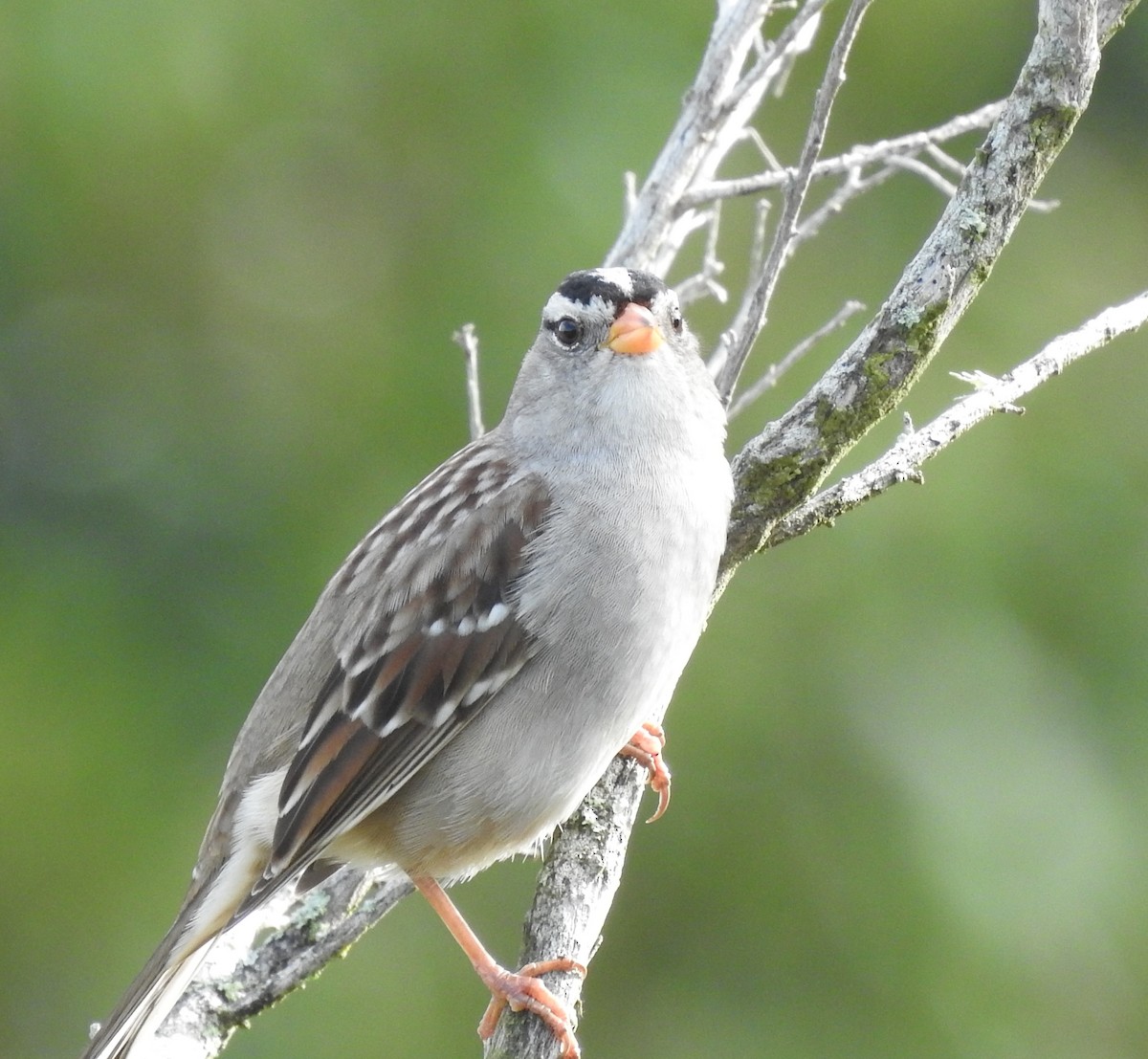 White-crowned Sparrow - ML613932161