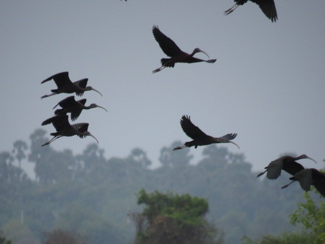 ibis hnědý - ML613932282