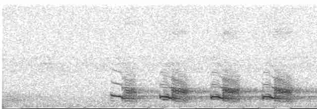 Trogon élégant (groupe ambiguus) - ML613932324