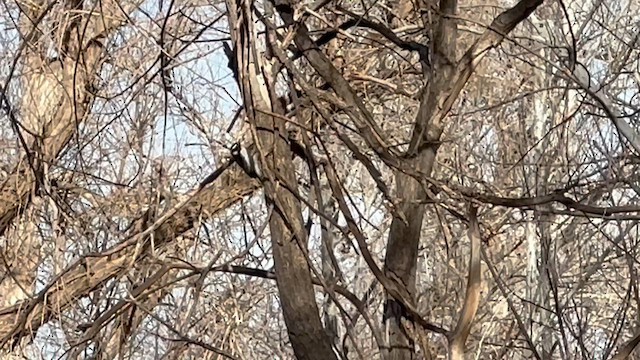 Downy Woodpecker (Rocky Mts.) - ML613932335
