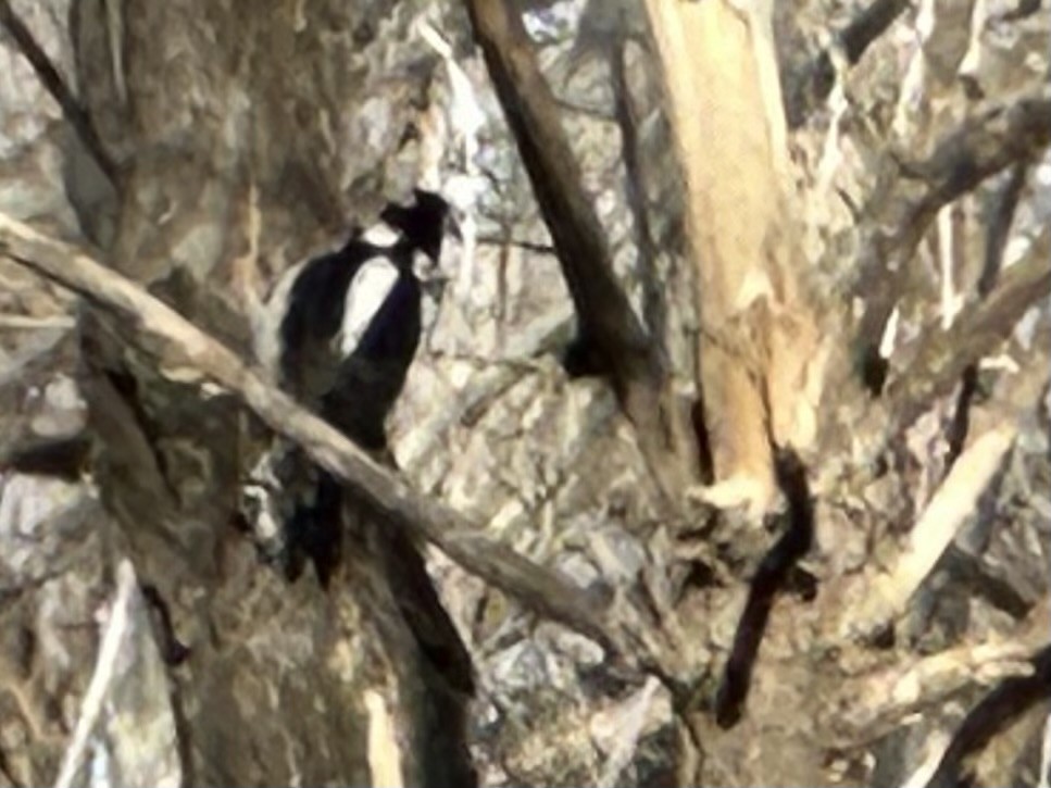 Downy Woodpecker (Rocky Mts.) - ML613932350