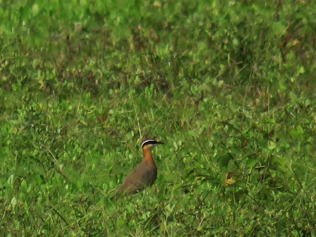 Indian Courser - ML613932422