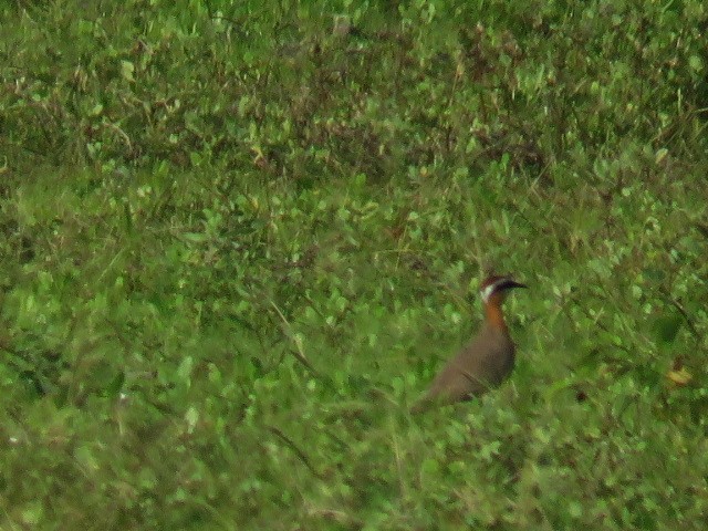 Indian Courser - ML613932424