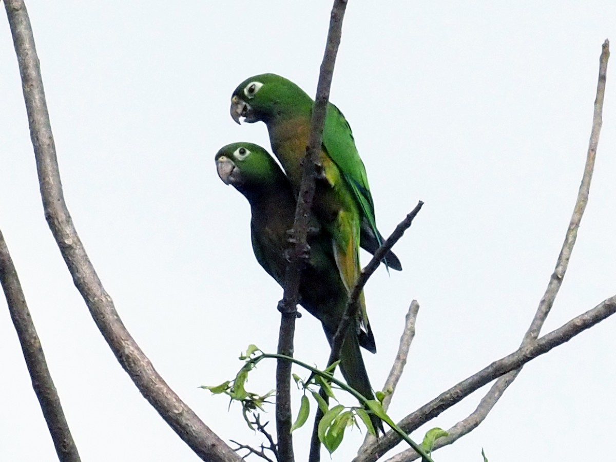 Olive-throated Parakeet (Aztec) - ML613932605