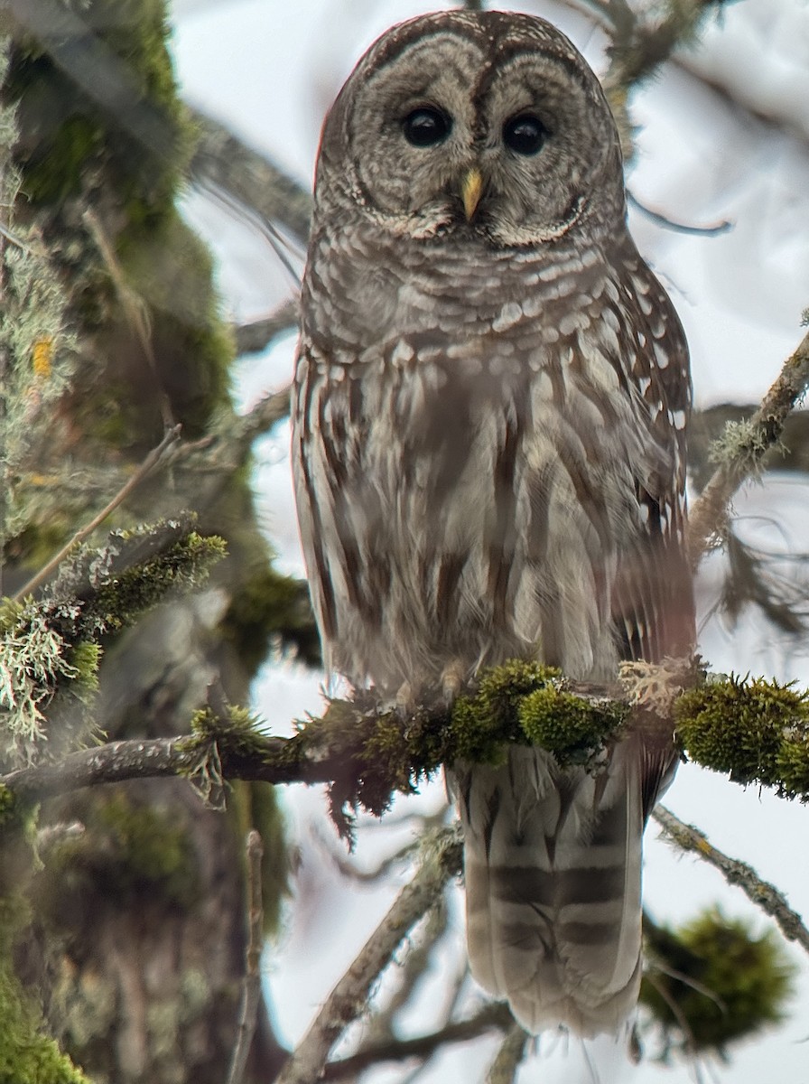 Barred Owl - ML613932761
