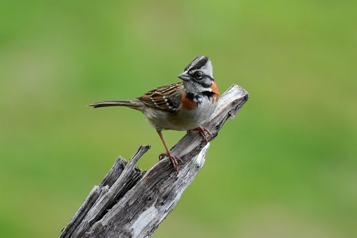 Rufous-collared Sparrow - ML613932780