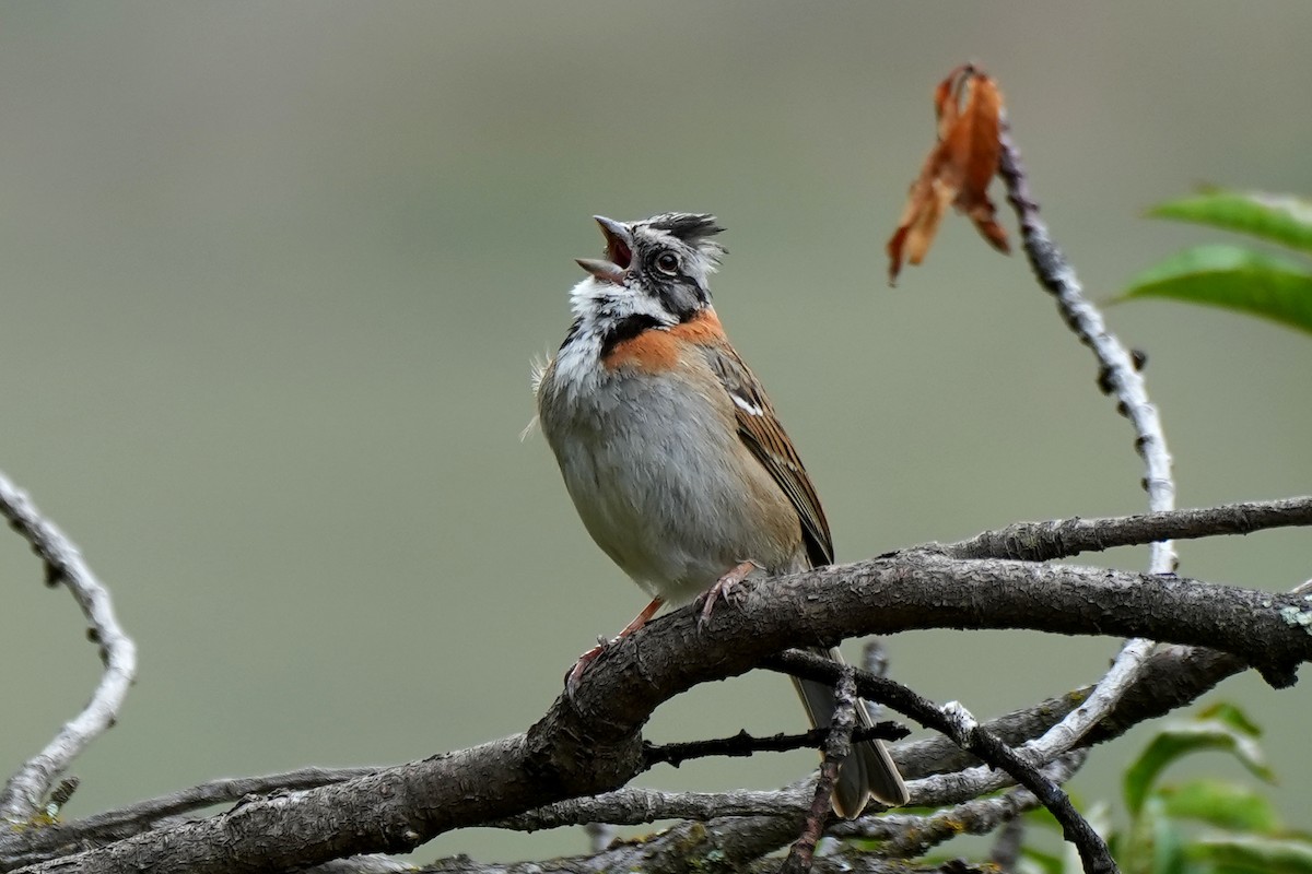 Rufous-collared Sparrow - ML613932781