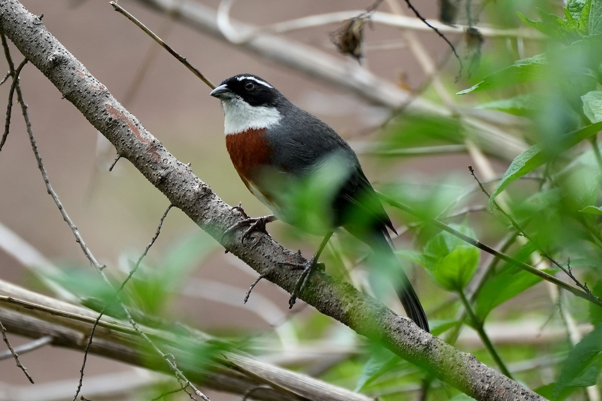 Chestnut-breasted Mountain Finch - ML613932804