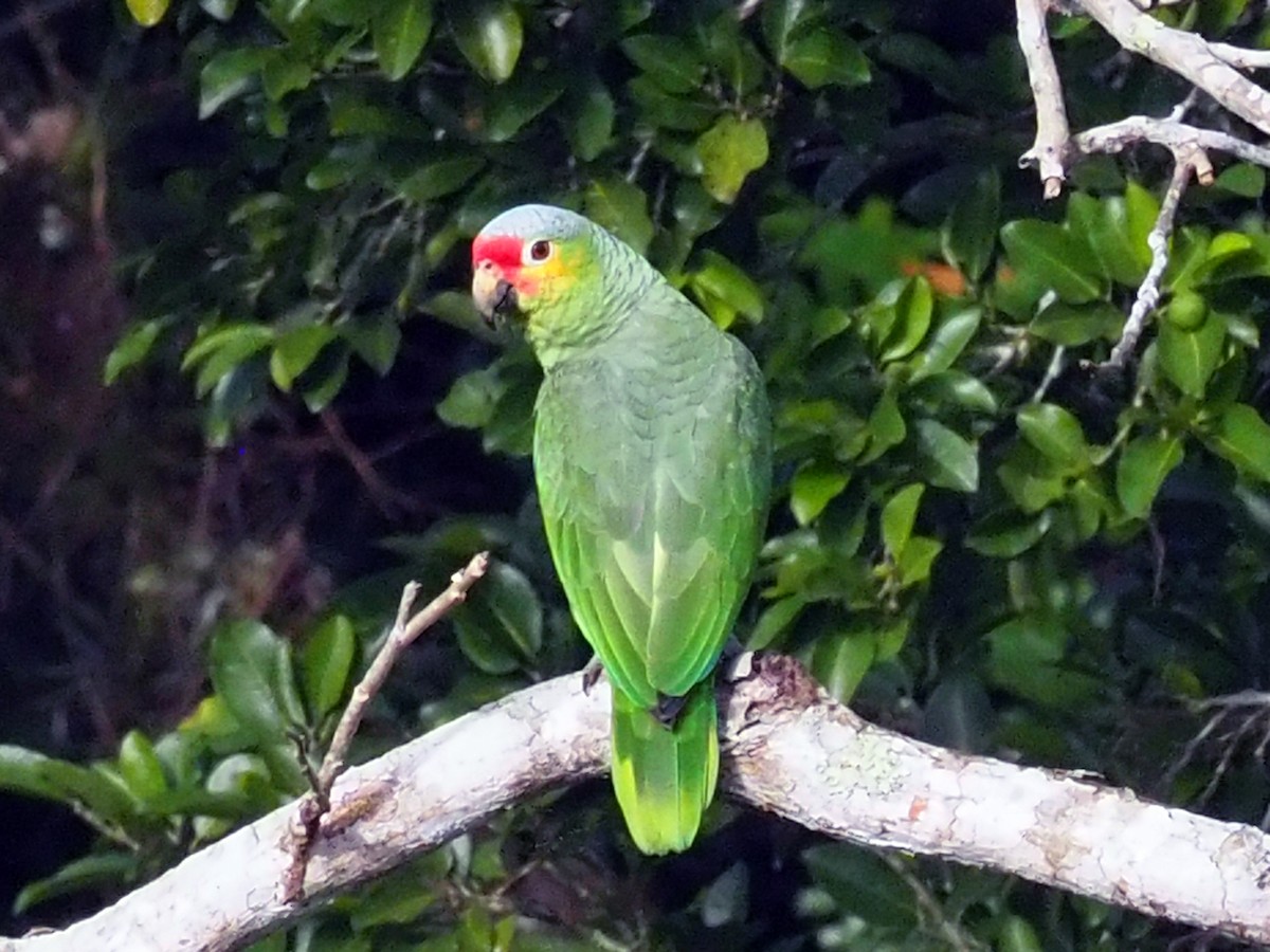 Red-lored Parrot - Richard Pollard