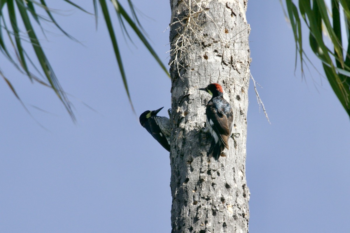 Acorn Woodpecker (Narrow-fronted) - Dan  Sandri