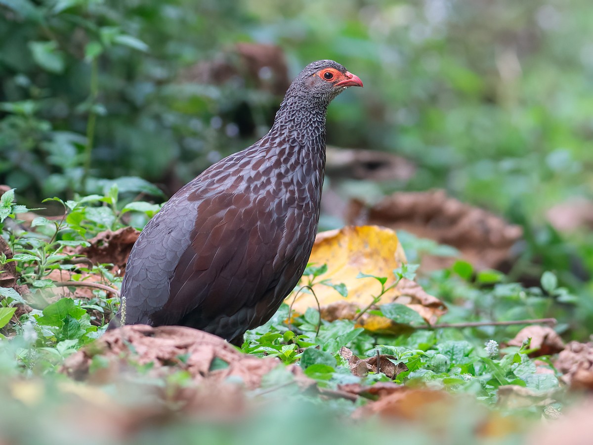 Handsome Spurfowl - Pternistis nobilis - Birds of the World