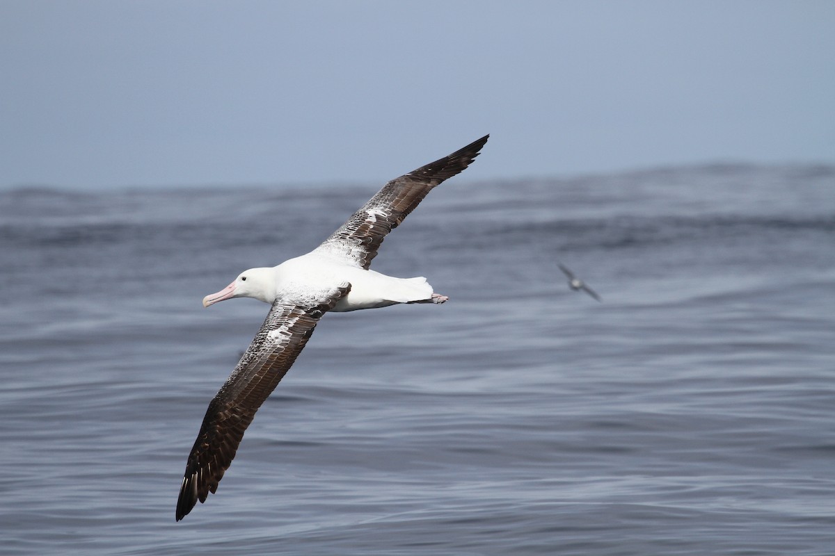 Southern Royal Albatross - ML613932922