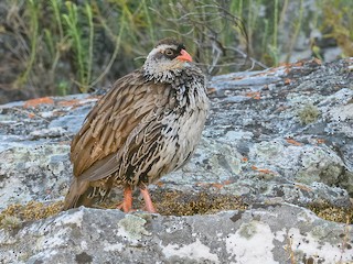  - Swierstra's Spurfowl