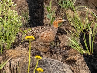  - Finsch's Francolin