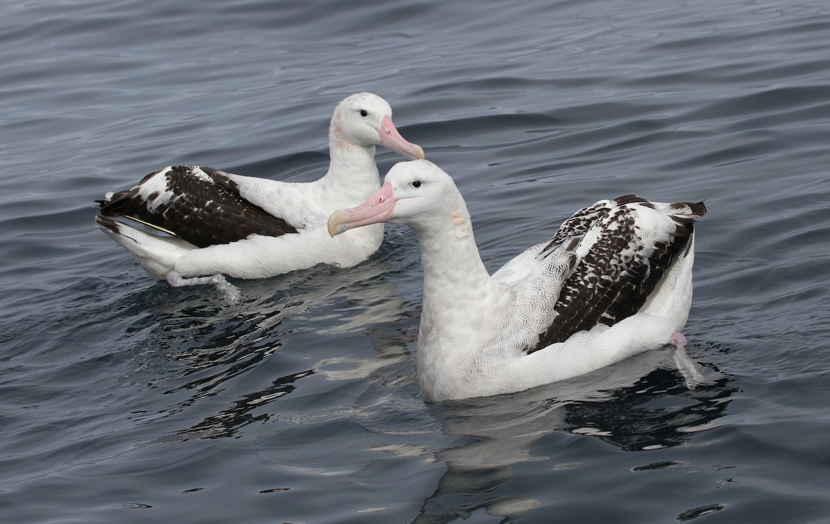 Snowy Albatross - ML613933152