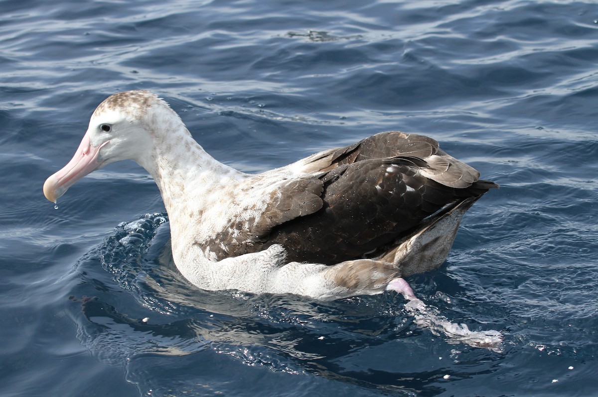 Snowy Albatross - ML613933153