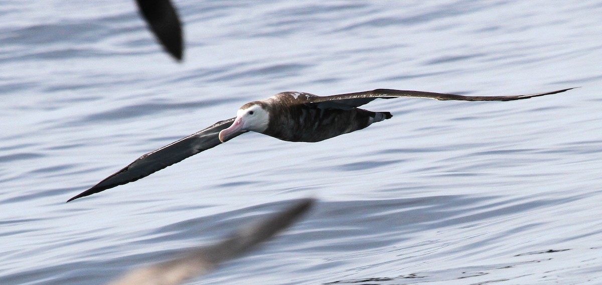 albatros stěhovavý - ML613933154