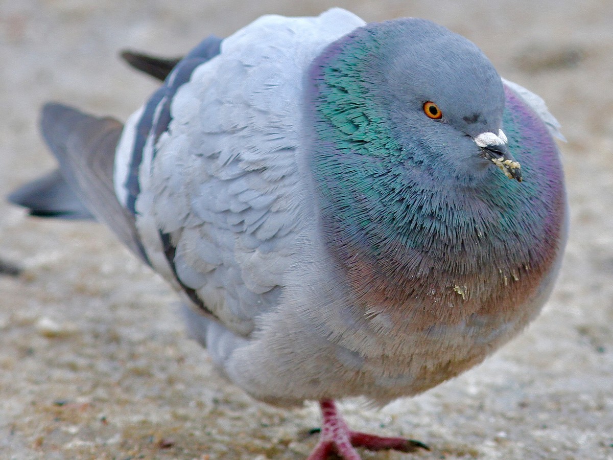 Rock Pigeon (Feral Pigeon) - ML613933161