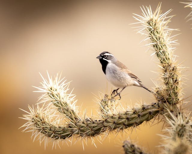 Black-throated Sparrow - James Loveless