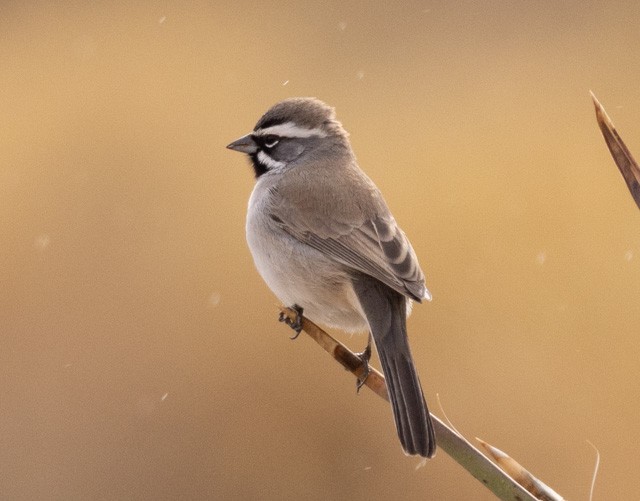 Black-throated Sparrow - ML613933170