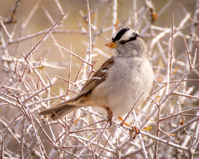 White-crowned Sparrow - ML613933175