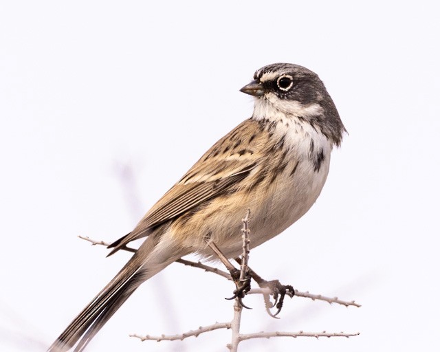 Sagebrush Sparrow - ML613933178