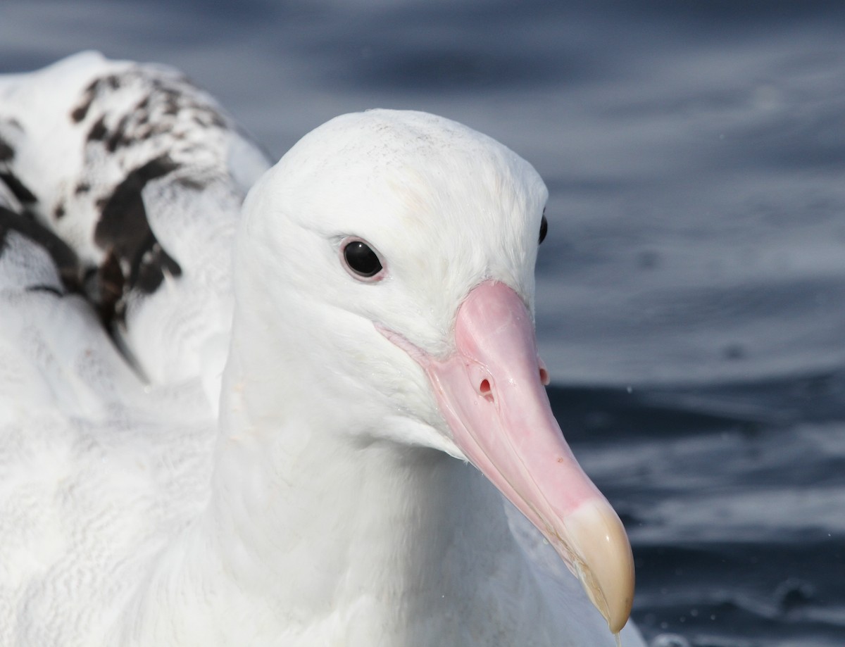 albatros stěhovavý - ML613933269