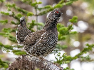  - Siberian Grouse