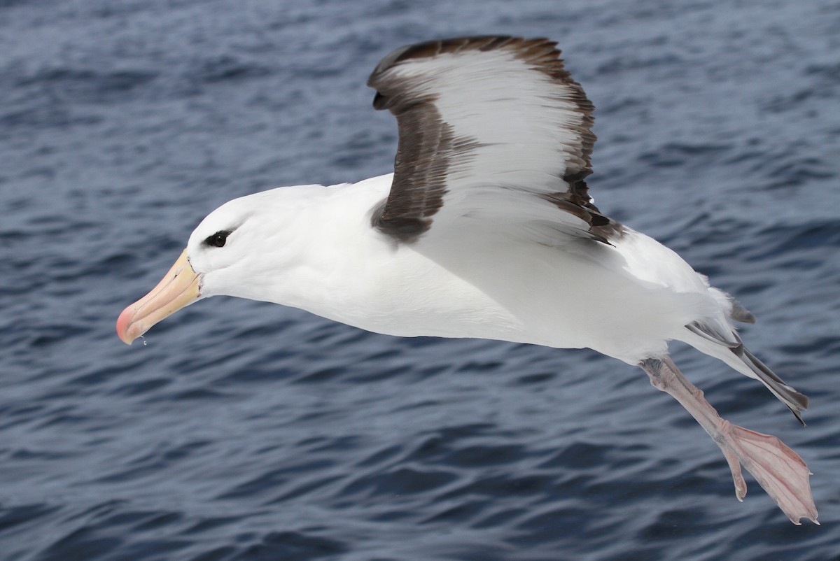 Albatros à sourcils noirs - ML613933378