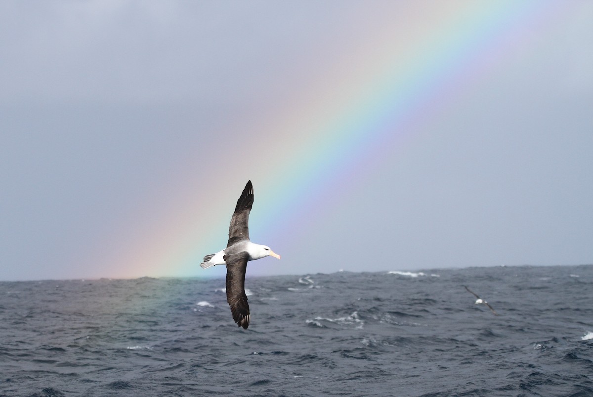 Black-browed Albatross - Mark Stanley