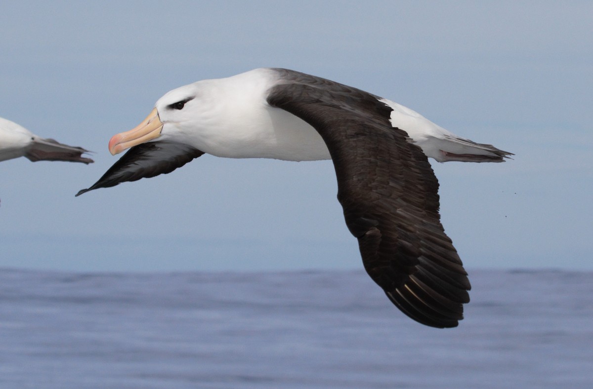Albatros à sourcils noirs - ML613933380