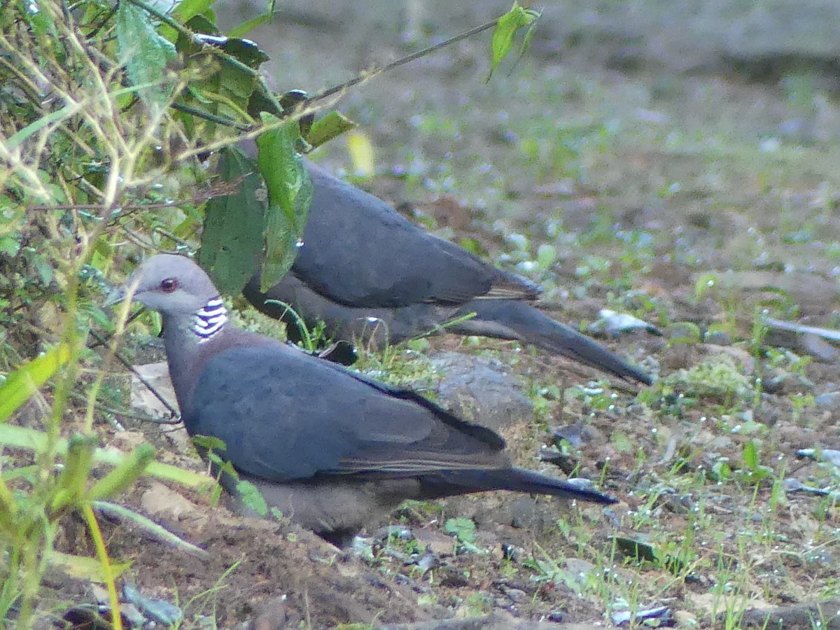 Sri Lanka Wood-Pigeon - ML613933399