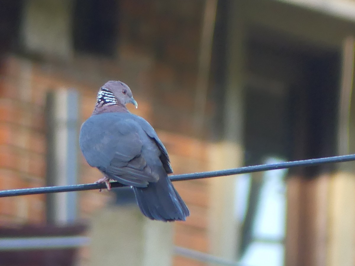 Sri Lanka Wood-Pigeon - ML613933400