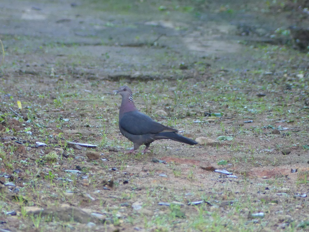 Sri Lanka Wood-Pigeon - ML613933403