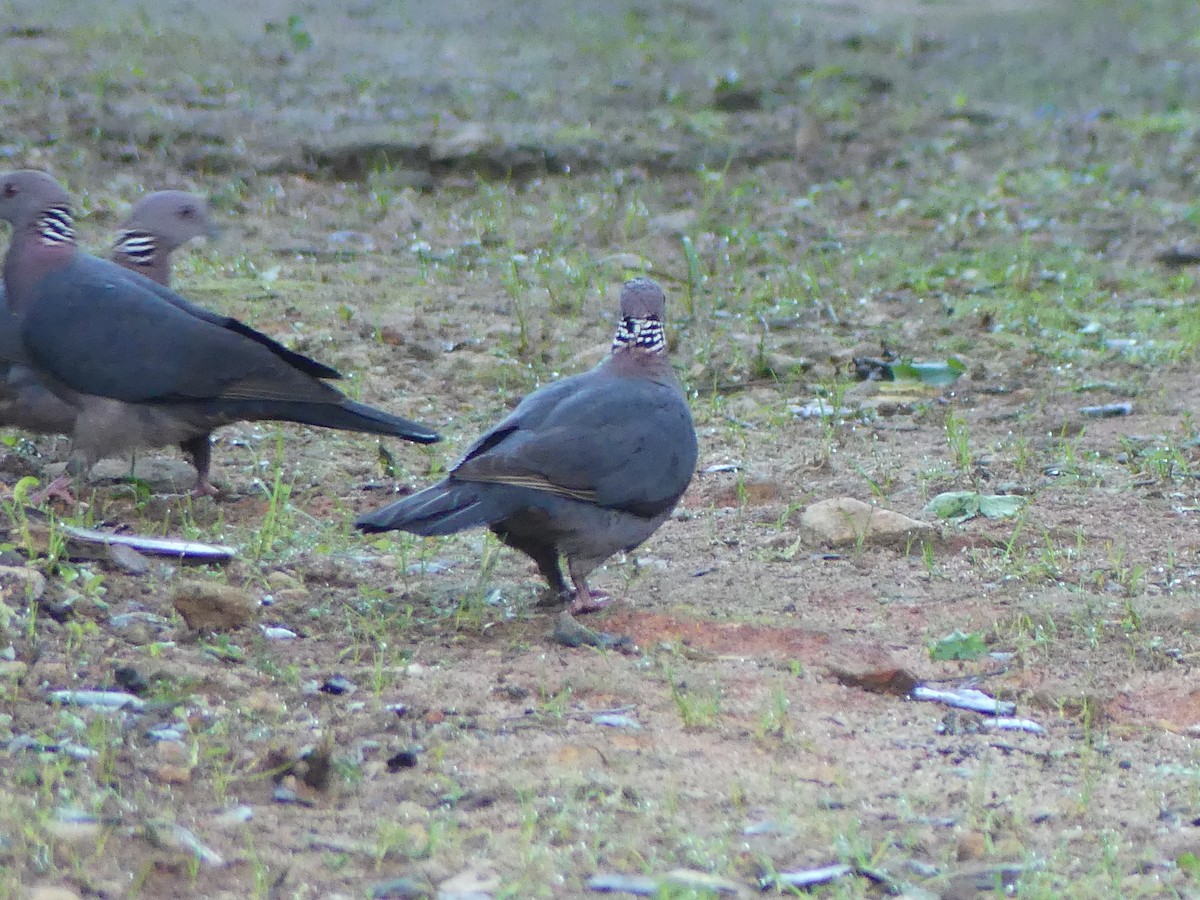 Sri Lanka Wood-Pigeon - ML613933405