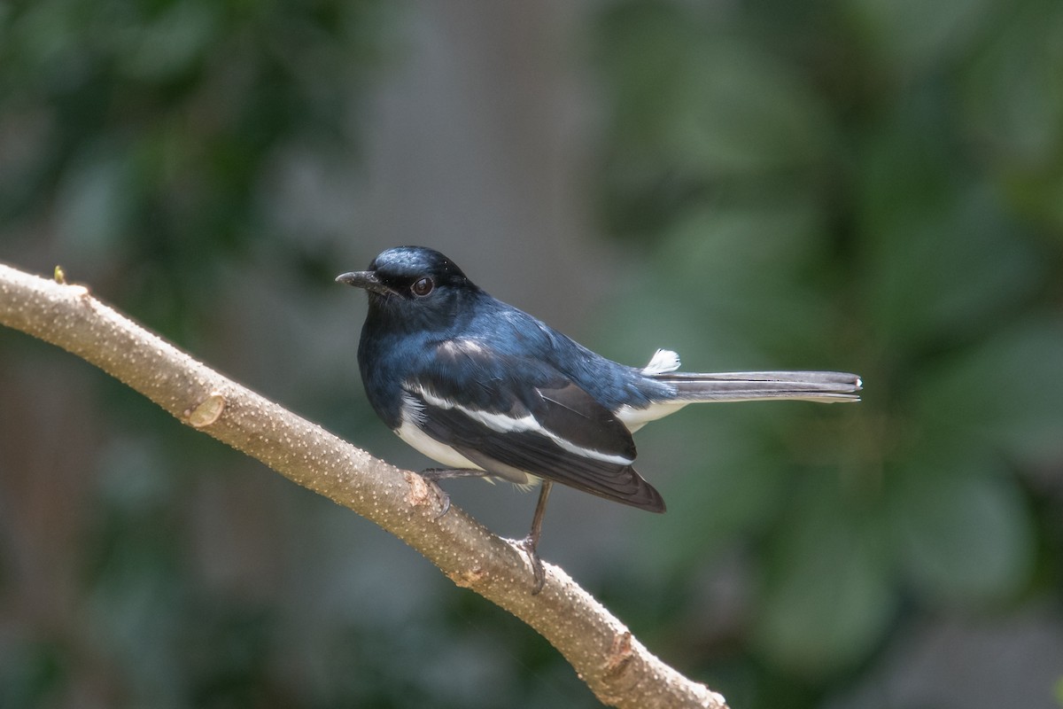 Oriental Magpie-Robin - Jyoti Rani Ahlawat