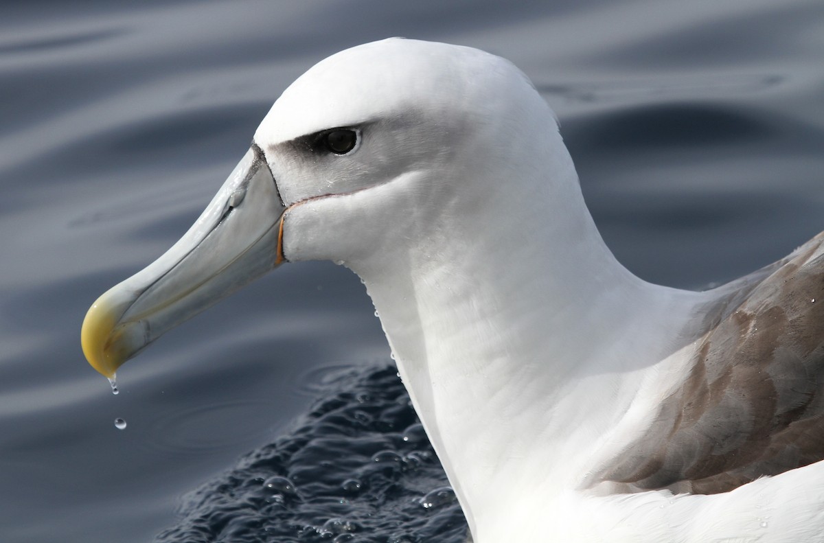 Albatros à cape blanche - ML613933477