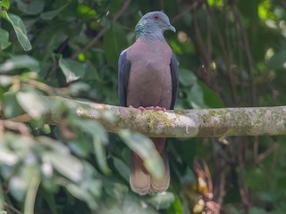  - Bronze-naped Pigeon