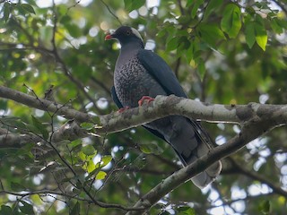  - White-naped Pigeon